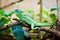 Green lizard basiliscus sitting on a branch
