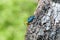 Green Lizard with blue head climbing on a tree