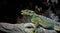 Green Lizard in Blue Light