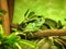 Green Lizard on a branc with green nature background