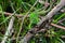 Green lizard in bush. Small lizard, nature and animals.