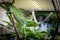 Green Lizard on a cage - Berthold`s Bush Anole Polychrus gutturosus