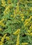 A green lizard camouflaged in green vines and goldenrod