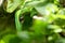 Green lizard camouflaged in the leaves forest