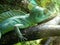 Green lizard chameleon at Riga zoological garden