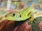 Green lizard closeup