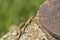 Green lizard on the concrete next to the metal pillar. Small lizard getting scared and retreating to its hide.Outdoor