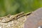 Green lizard on the concrete next to the metal pillar. Small lizard getting scared and retreating to its hide.Outdoor