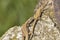 Green lizard on the concrete next to the metal pillar. Small lizard getting scared and retreating to its hide.Outdoor