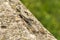 Green lizard on the concrete next to the metal pillar. Small lizard getting scared and retreating to its hide.Outdoor