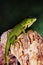 A green lizard crawling up a branch