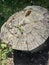 Green lizard on a dry brown stump with large cracks. Around the green grass. Moldova