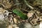 Green lizard among a dry grass and leaves