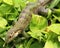 Green lizard eating plants in Costa Rica
