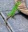 Green lizard eating plants in Costa Rica