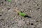 Green lizard on grey asphalt road