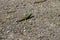 Green lizard on grey asphalt road