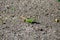 Green lizard on grey asphalt road