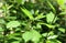 A green lizard holding a branch under the leaf at the top of a branch