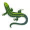 Green lizard, illustration