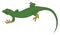 Green lizard, illustration, vector