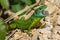 Green lizard (Lacerta bilineata)