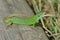 Green lizard (Lacerta bilineata)
