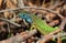 Green lizard (lacerta viridis)