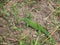 Green lizard (lacerta) watching in grass