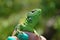 Green lizard or lacertian in the girl`s fingers gazing straight at you