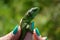 Green lizard or lacertian in the girl`s fingers with green nail polish