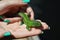 Green lizard or lacertian on the girl`s palm