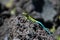 Green lizard on lava rocks, Conguillio National Park, Chile