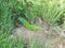 Green lizard laying on the ground between green grass