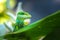 Green lizard on a leaf in Hawai