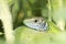 a green lizard male resting on a green plant / Lacerta viridis