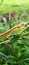 green lizard perched on green grass