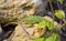 Green lizard relaxing on the rocks