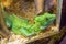 Green lizard with shrivelled skin in an aquarium on sawdust