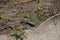 A green lizard sits near the fence in the garden.