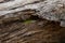 a green lizard sits on an old log.