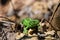 Green lizard stalking among stones, fallen leaves and twigs, fro