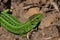 Green lizard stalking among stones, fallen leaves and twigs, sid