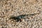 Green lizard on stone ground on Curacao