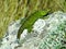 Green lizard sunbathes on lichen covered rock