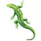 Green lizard, top view, isolated, watercolor illustration on white