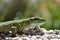 Green lizard on the wall