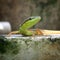 the green lizard was sunbathing on the edge of the pool. photographed in focus. Pose lizzard