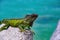 Green lizards iguana. Wildlife and nature, marine Iguana.