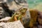 Green lizards iguana. Wildlife reptile in Florida.